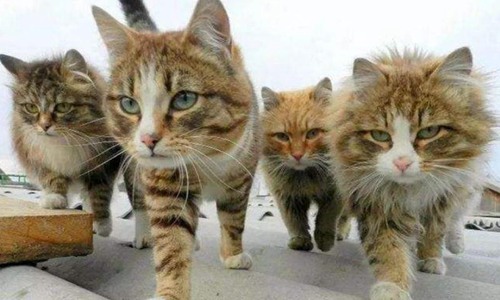 俄罗斯的猫受到了制裁。网友:猫有什么疯狂的?