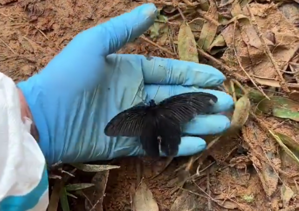 “坠机现场飘落黑蝴蝶”拍摄者发声：想起了黑色蝴蝶结发圈