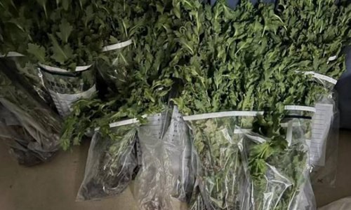 罂粟的危害(罂粟危害)