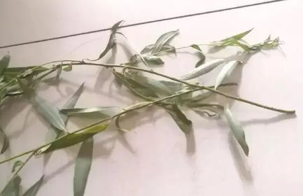 2022年清明节哪天扫墓日子最好(清明节在门口插柳枝是什么习俗)