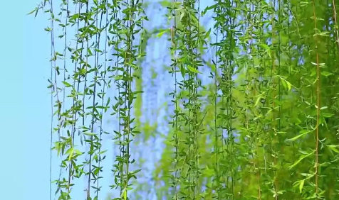 清明插柳枝有什么讲究(清明节插柳枝是怎么回事)