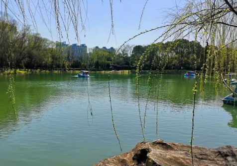 清明插柳枝有什么讲究(清明节插柳枝是怎么回事)