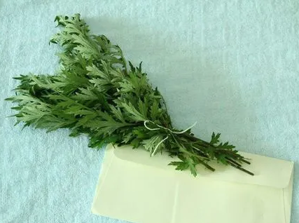 端午节挂艾草带根好吗(端午节插艾草是根部朝上吗)