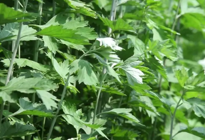 端午节挂艾草带根好吗(端午节插艾草是根部朝上吗)