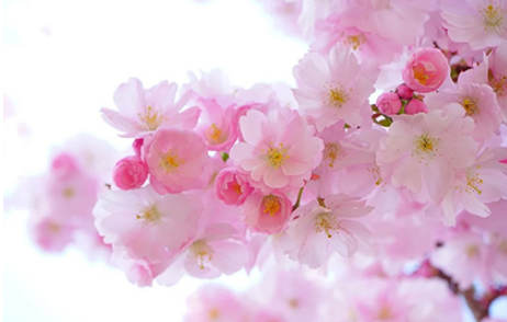 出花园一般在什么月份(出花园按照阴历还是阳历)