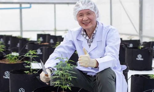 避孕套开始卷进去了吗?泰国避孕套被爆提取大麻中的物质。