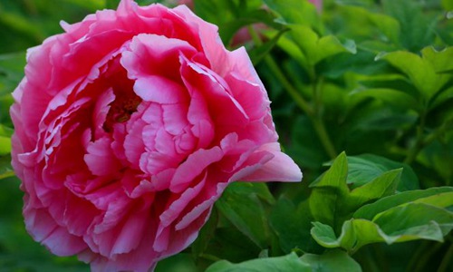 牡丹花会洛阳2022(洛阳牡丹花会2022开幕式)