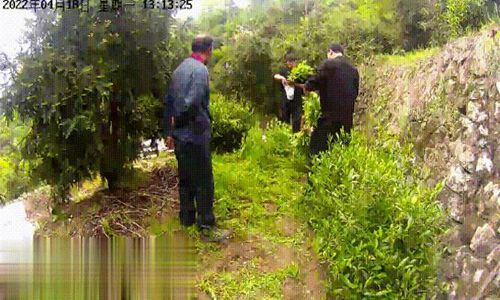 罂粟的危害(罂粟危害)