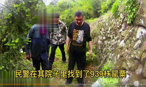 罂粟的危害(罂粟危害)