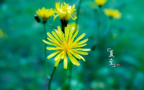 夏至下雨三伏热的意思(夏至下雨三伏热)