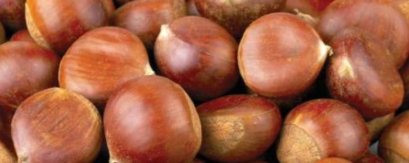 板栗用微波炉几分钟可以熟(板栗在微波炉几分钟熟)