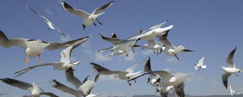 昆明喂海鸥的地方叫什么名字(昆明喂海鸥的地方叫啥)