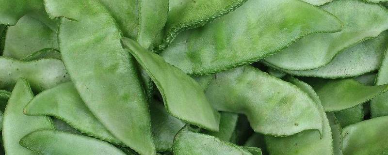 扁豆是开水下还是冷水下(扁豆需要焯水吗)