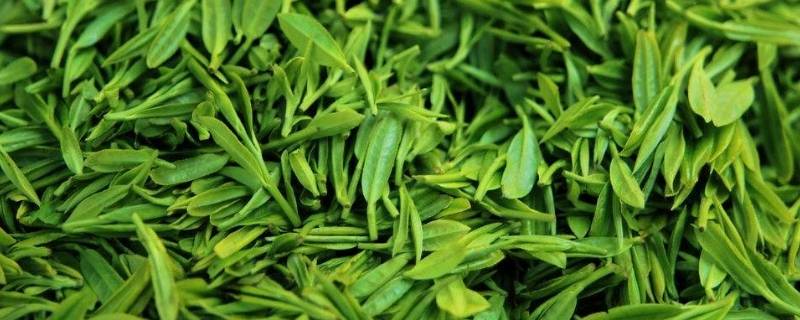 绿茶的发酵度为0(绿茶的发酵度是多少)