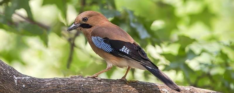 松鸦是几级保护动物(松鸦在河南是几级保护动物)