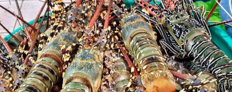 清蒸小青龙要蒸多久(清蒸小青龙要蒸多少时间)