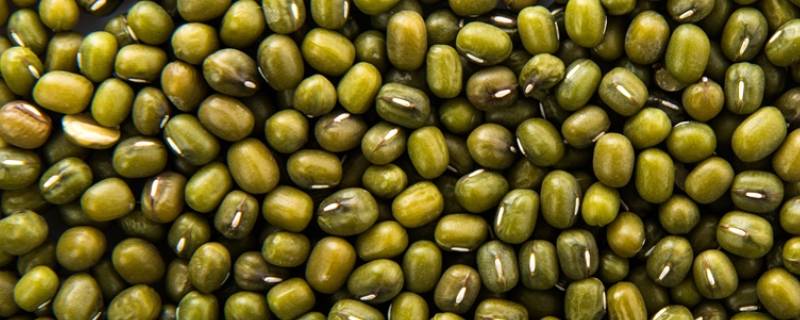 绿豆没熟吃了怎么办(绿豆没熟)