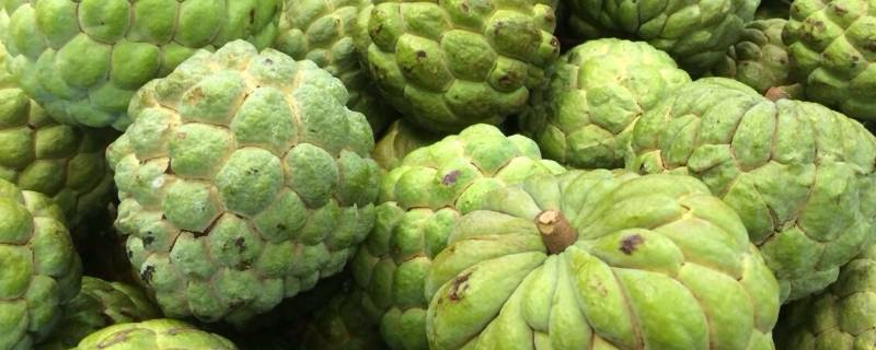 释迦果需要放冰箱冷藏吗(释迦果熟了放冰箱保存多久)