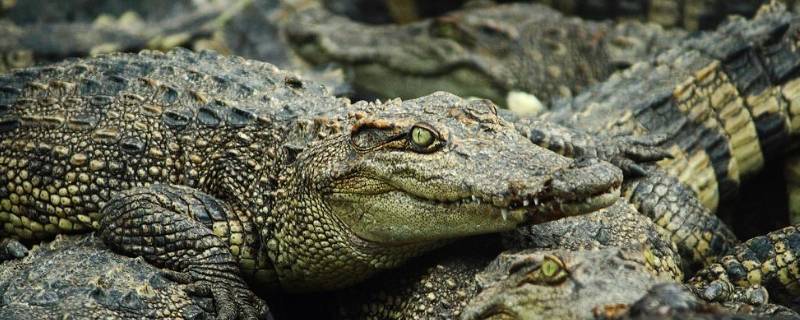 鳄鱼怎样冬眠(鳄鱼冬眠图片)