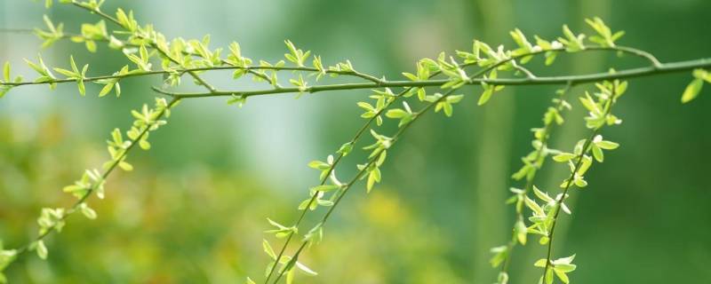 柳条是什么品质(柳条是什么形状)