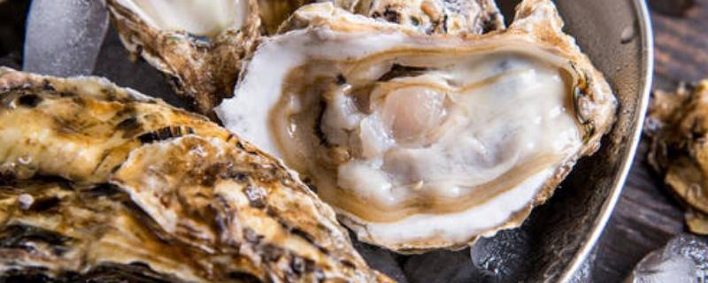 生蚝冷冻了能不能吃(生蚝冷冻以后还能不能吃)
