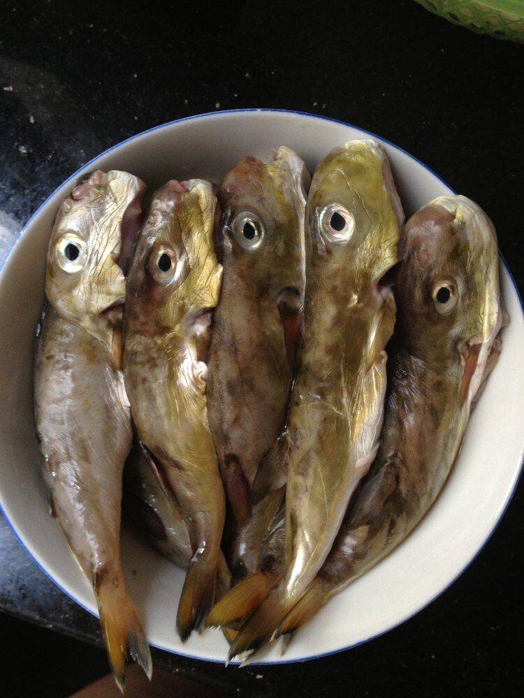 河豚可以做什么菜(河豚可以做什么美食)