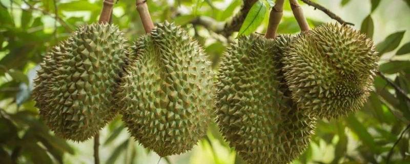 吃溜连有啥坏处(溜连子可以吃吗?)