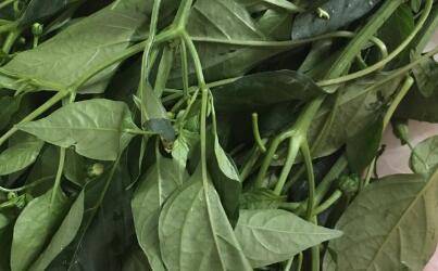 炒辣椒叶怎么做好吃(椒叶怎么做才好吃)