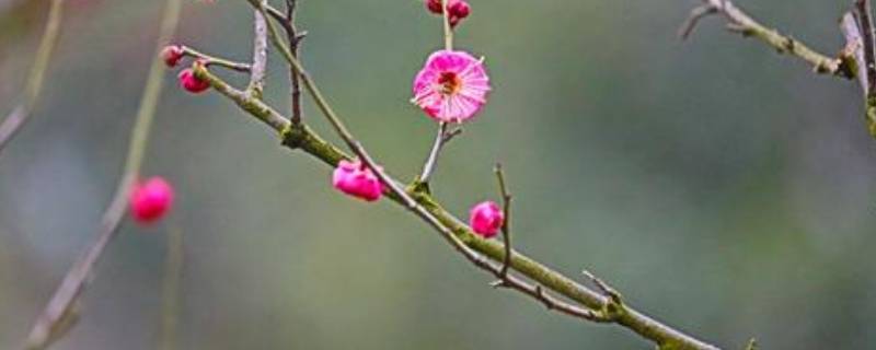 梅花魂的魂是什么意思(梅花魂的魂是什么意思有几层含义)