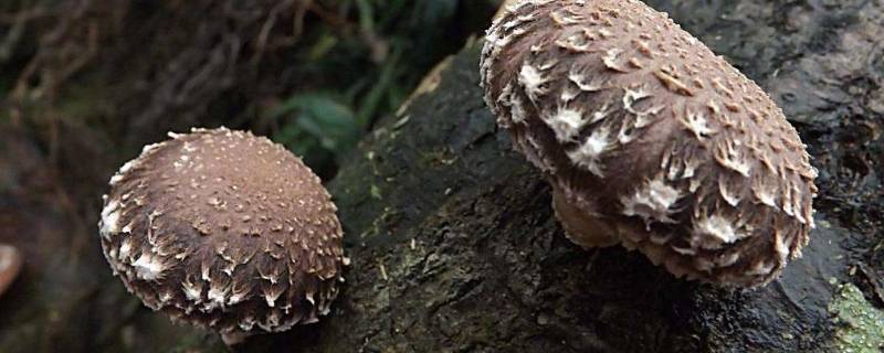 湿香菇怎么储存放的时间长(湿香菇可以存放多久)