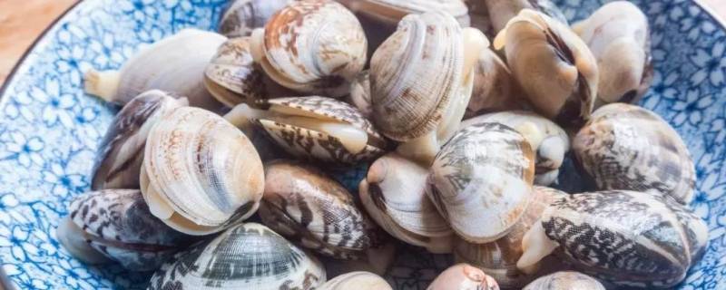 隔夜的花蛤能不能吃呀(煮熟的花蛤隔夜可以吃吗)