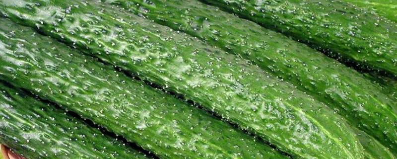 老黄瓜怎么冻冬天好吃(老黄瓜怎么冻冬天吃起来会脆)