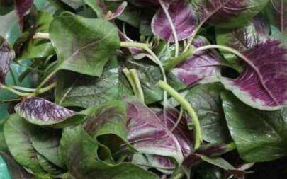 炒红苋菜(红菜炒什么菜最好吃)