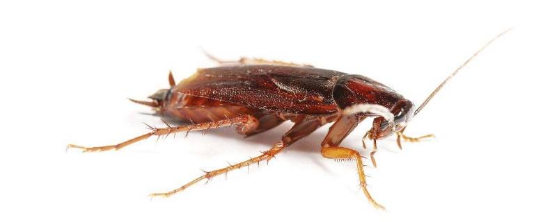 蟑螂会咬破袋子吗(蟑螂会咬人吗)