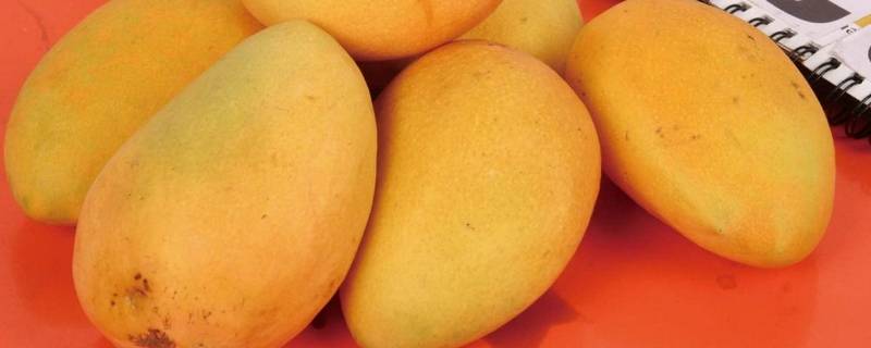 芒果成熟的时间(芒果成熟的标准)