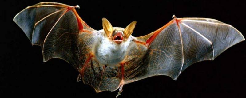 蝙蝠和雷达有什么关系20字(蝙蝠和雷达有什么关联)