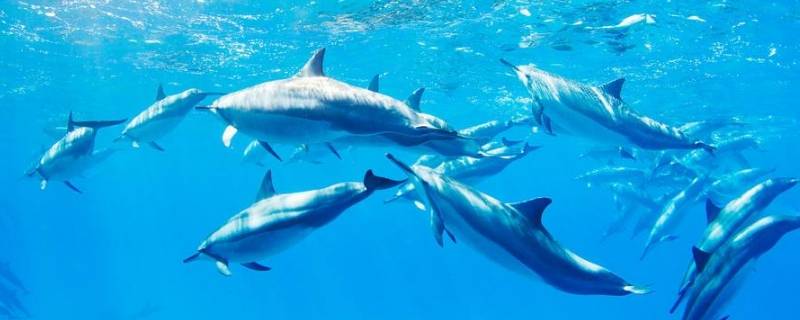 海马(鸭嘴兽是哺乳动物吗)