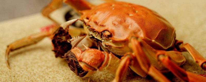 蒸好的螃蟹怎么保存(螃蟹收到货怎么储存)