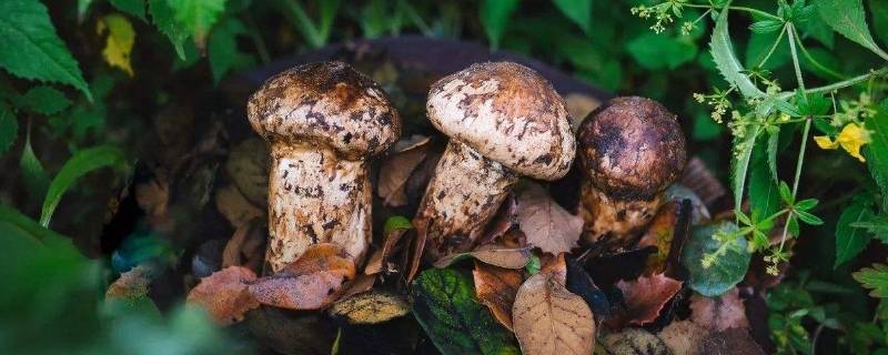 松茸酒(松茸怎么保存才不会发黄)