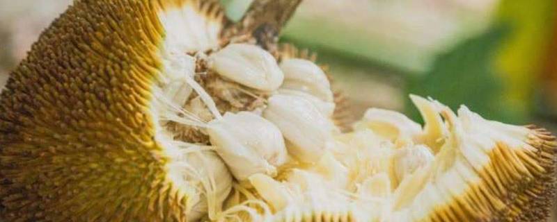 木菠萝上火吗(上火能吃木菠萝有什么功效)