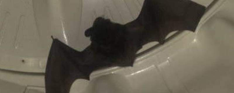 家中有蝙蝠怎么处理(现在家里有蝙蝠怎么处理)