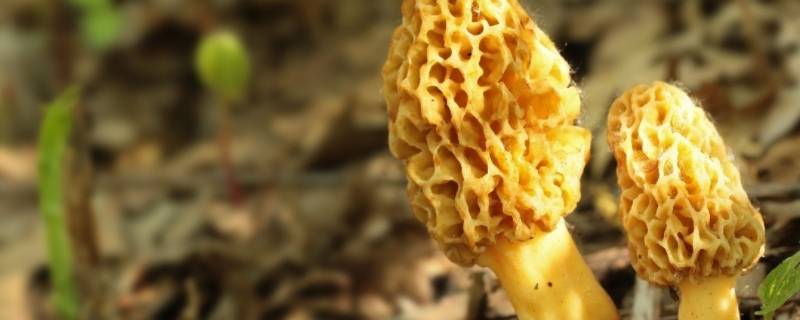 羊肚菌需要焯水么(羊肚菌要焯水几分钟)
