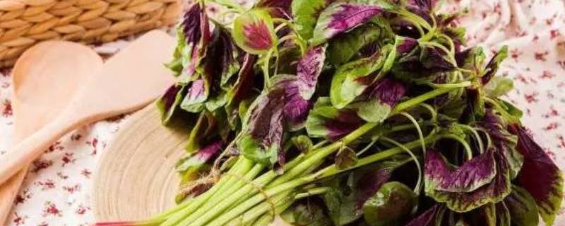 蒜蓉汉菜正宗做法(汉菜怎么弄好吃)