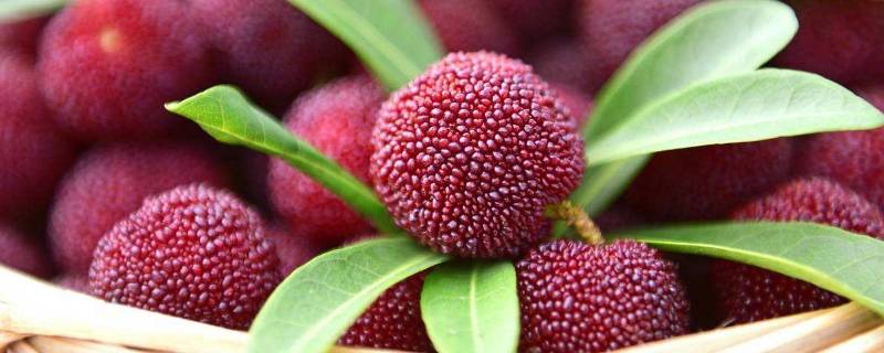 泡杨梅酒用多少度的酒(泡杨梅酒可以两种酒混在一起吗)