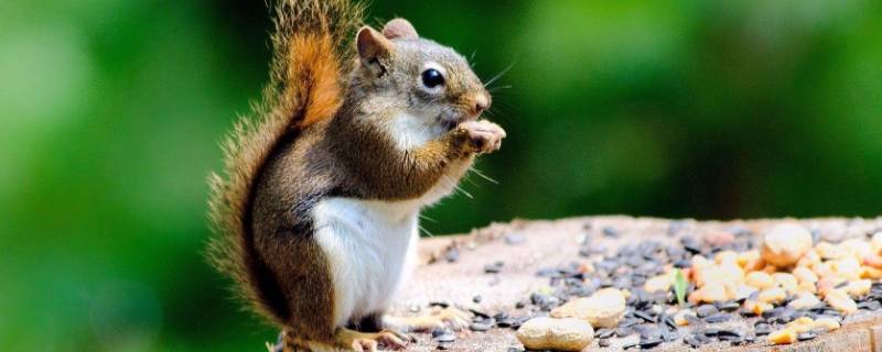 关于松鼠的知识资料(关于松鼠的知识大全)
