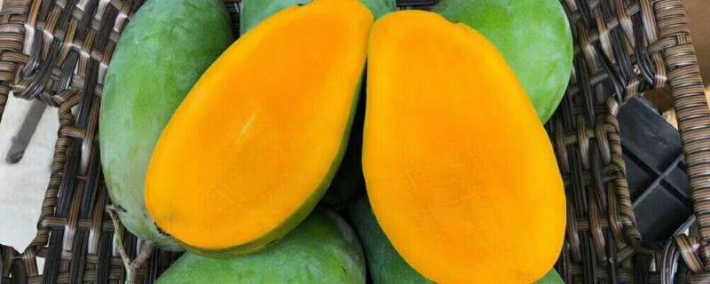 青芒硬的就可以吃吗(硬的青芒可以吃吗)