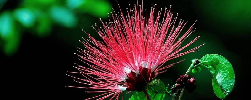 合欢花怎么泡水喝(合欢花能直接泡水喝吗)