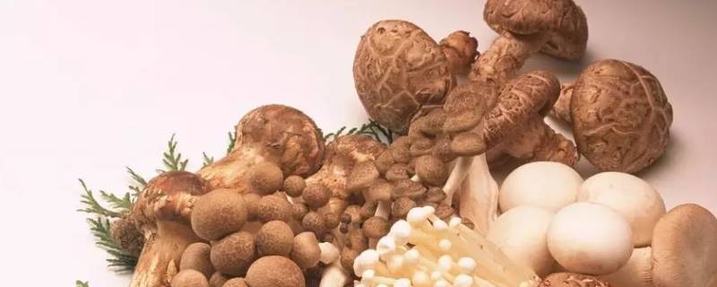 炒蘑菇需要用热水烫多久(炒蘑菇需要用热水烫一下吗)