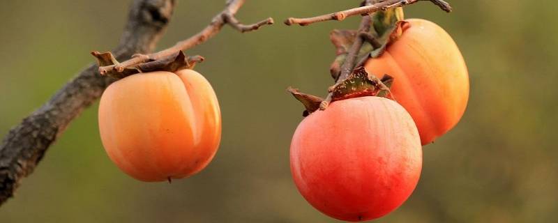 柿子放着会自己熟吗(柿子放着自己会熟吗)