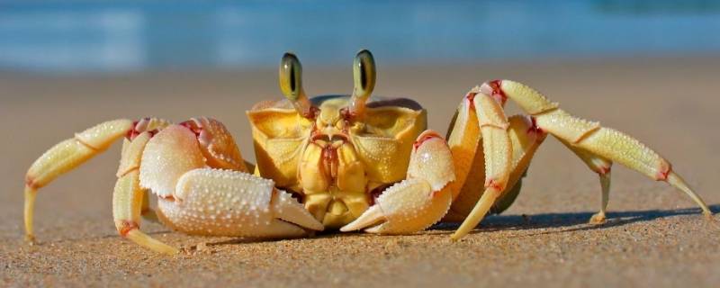 螃蟹冷藏三天还能吃吗(螃蟹冷藏两天还能吃吗)